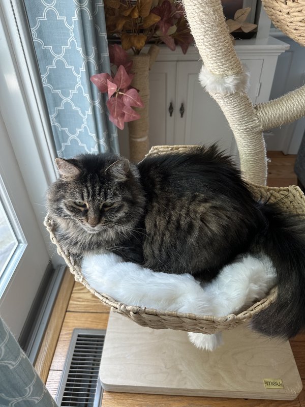 Lost Maine Coon in Massachusetts