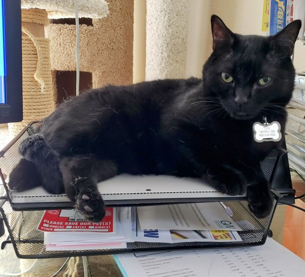Safe Cat in San Marcos, CA