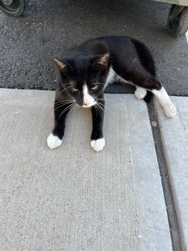 Found Cat in New Britain, CT