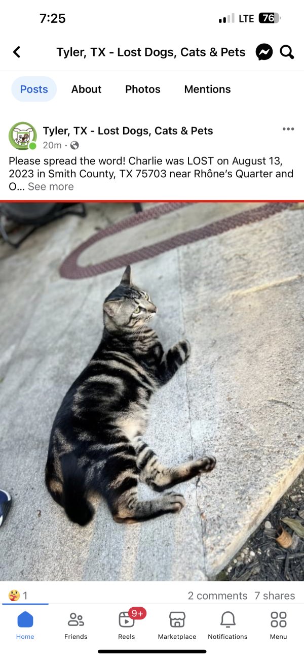 Safe Bengal cat in Whitehouse, TX