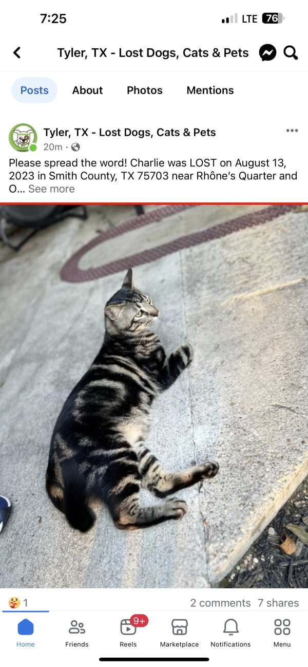 Lost Bengal cat in Texas