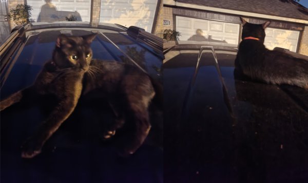 Safe Domestic Short Hair in Houston, TX