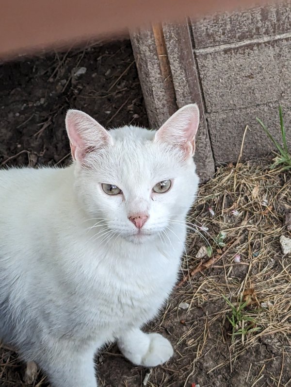 Safe Cat in Houston, TX