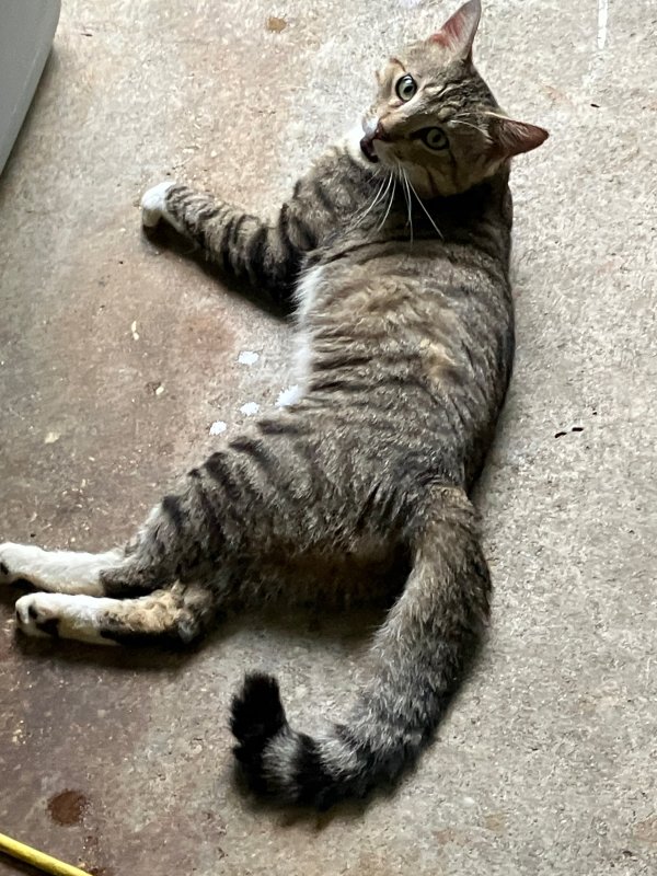 Safe American Shorthair in Milton, FL