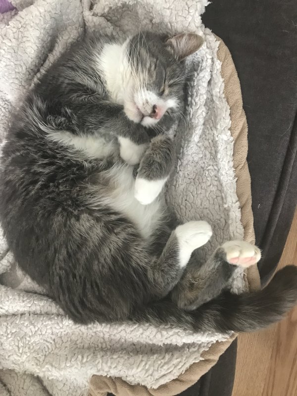 Safe Cat in South Glens Falls, NY