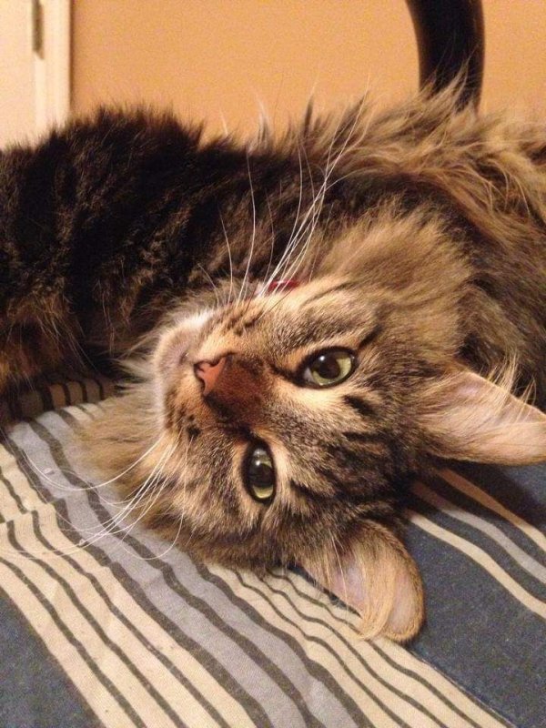 Safe Domestic Long Hair in Saint Petersburg, FL
