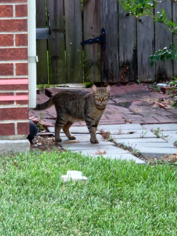 Safe Domestic Short Hair in Richmond, TX