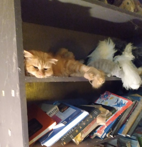 Safe Domestic Long Hair in Asheville, NC