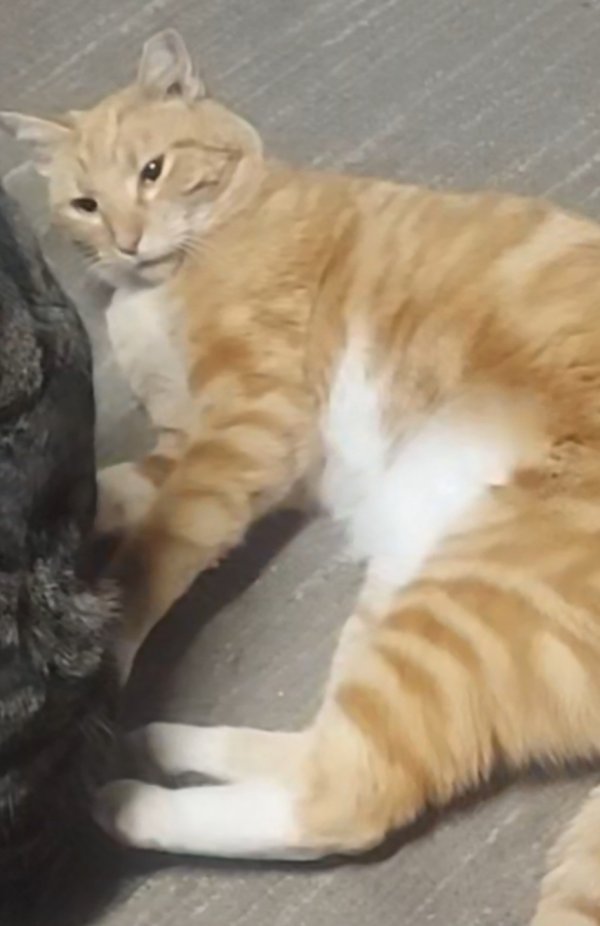 Safe Cat in Arlington, TX
