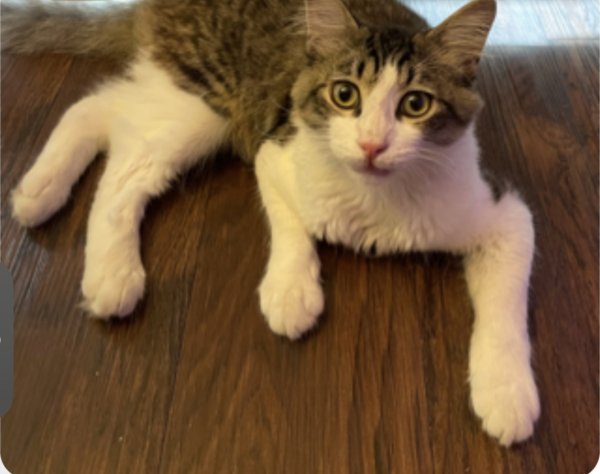 Safe American Curl in Los Angeles, CA