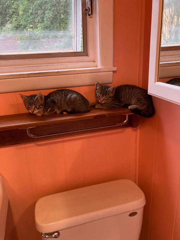 Safe Cat in Torrington, CT