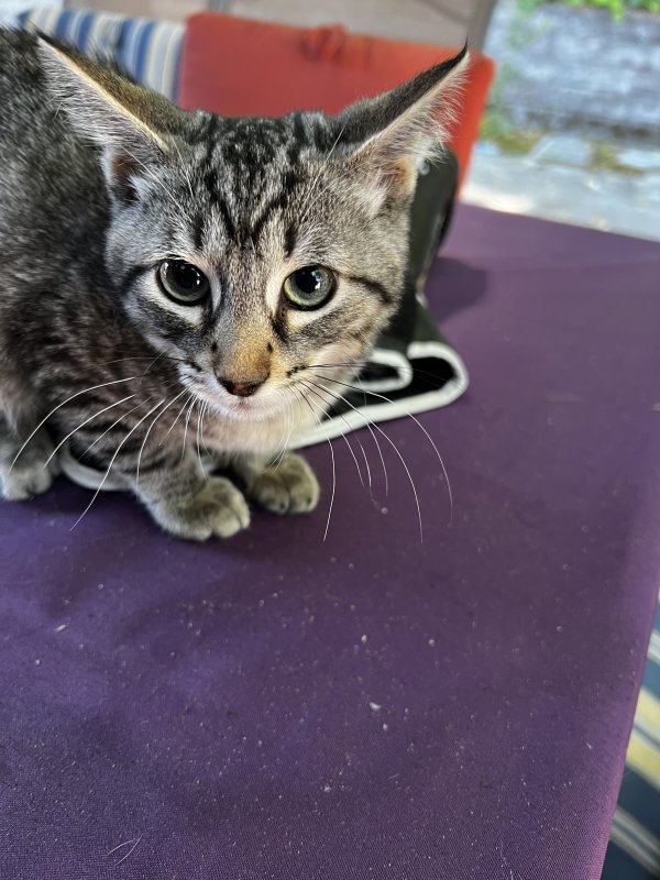 Safe Cat in Walnut Creek, CA