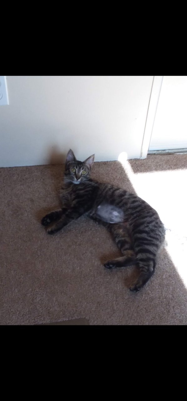 Safe Cat in Spurger, TX