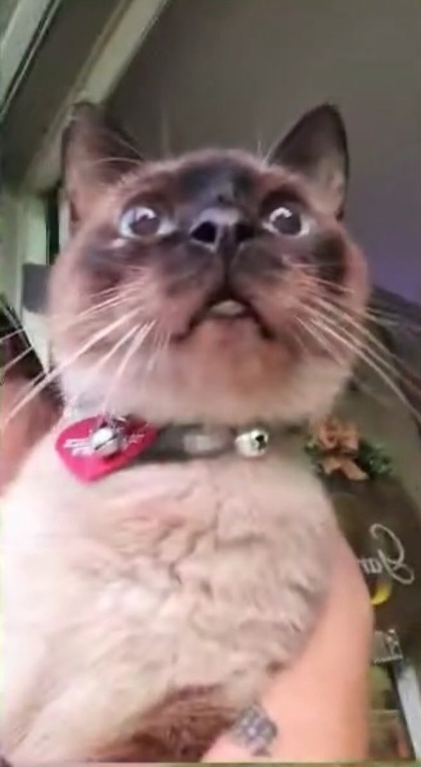 Safe Siamese in Shelbyville, TN