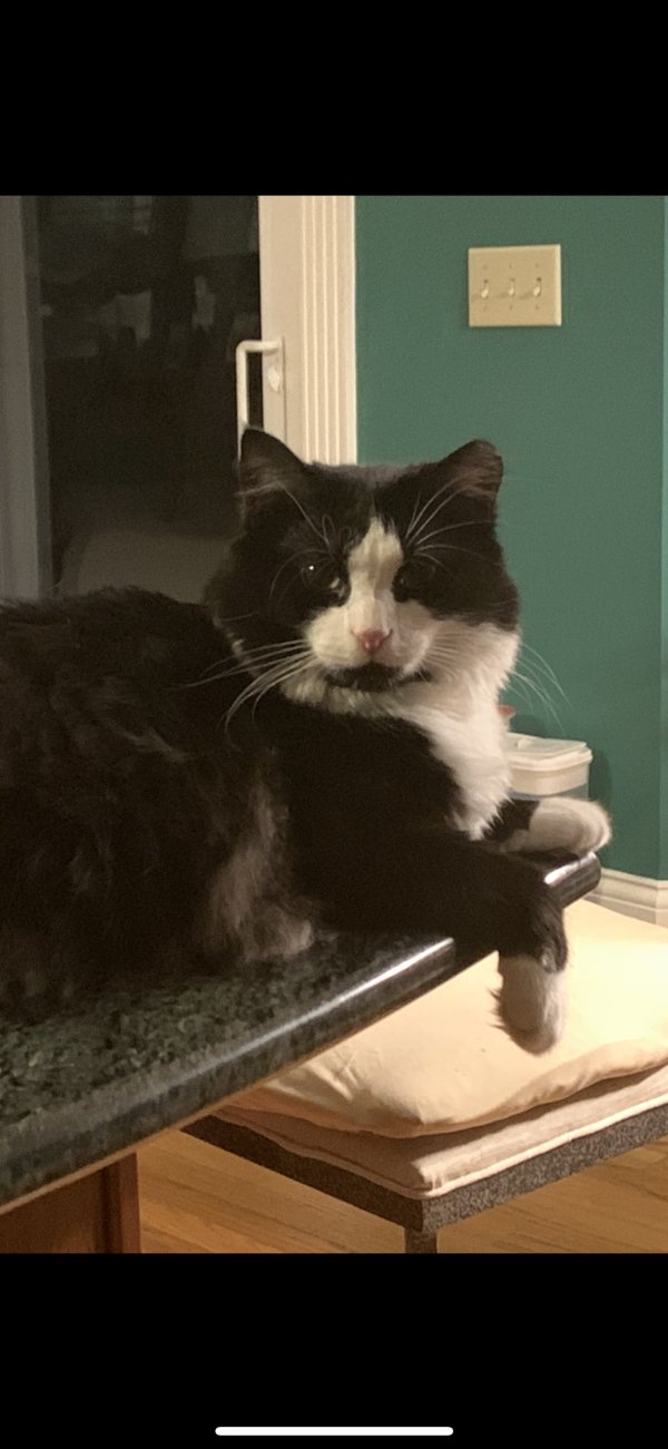 Safe Cat in Alpharetta, GA