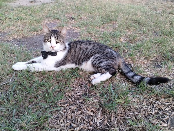 Lost American Shorthair in Texas