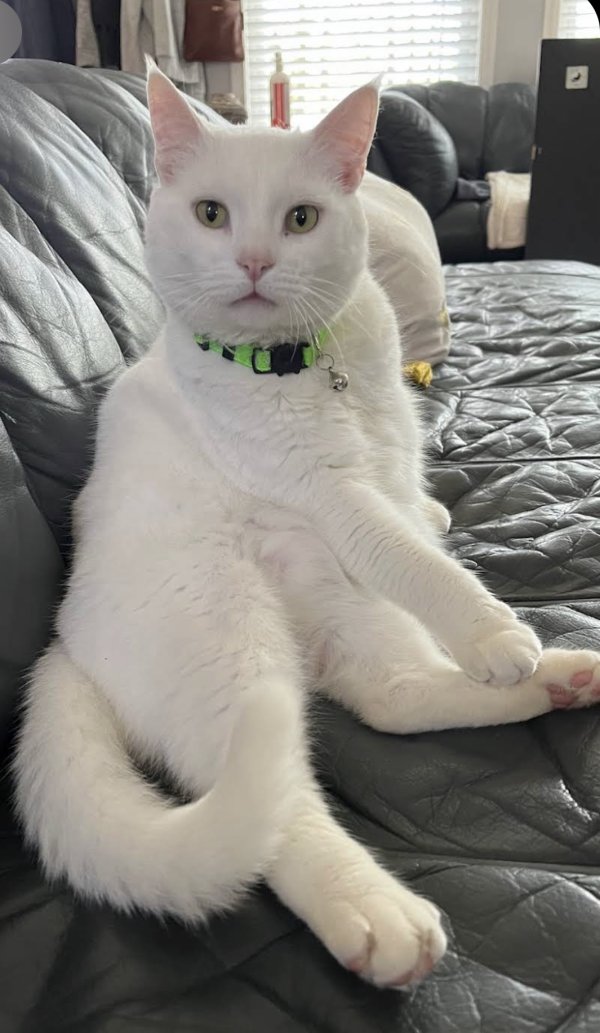 Safe Domestic Short Hair in Alpharetta, GA