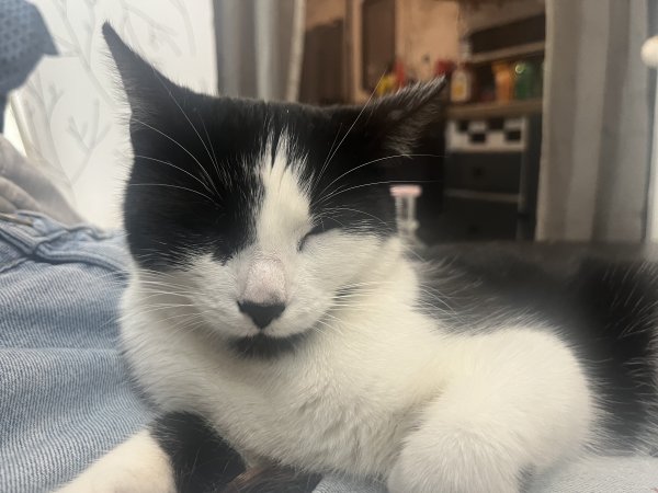 Safe Cat in Puyallup, WA