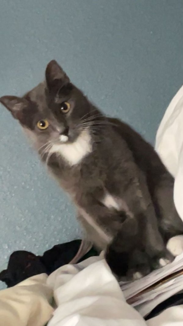 Safe Domestic Short Hair in Rockwall, TX