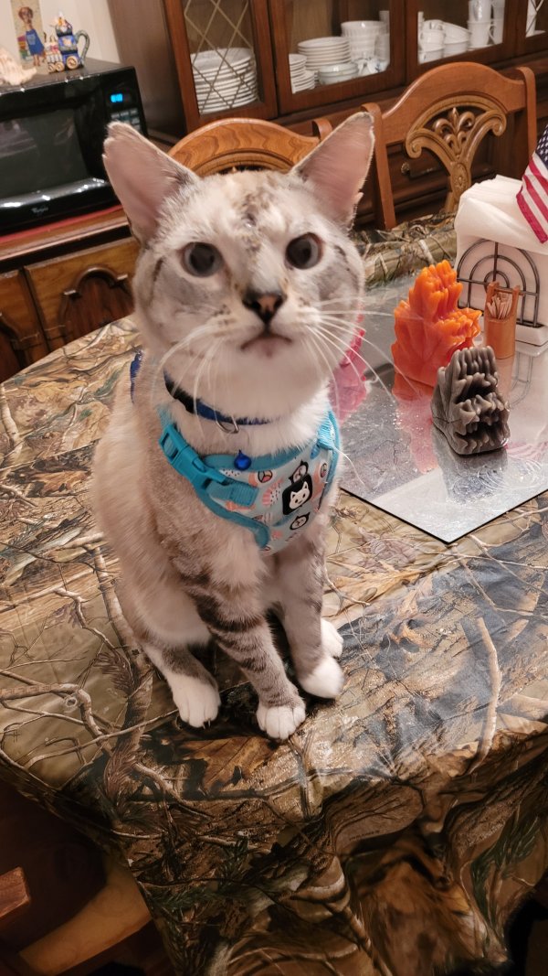 Safe Cat in Hampton, GA