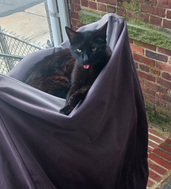 Safe Cat in Staten Island, NY