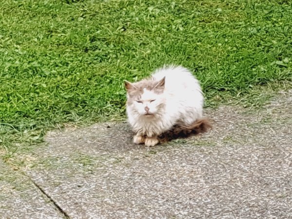Safe Cat in Kent, OH