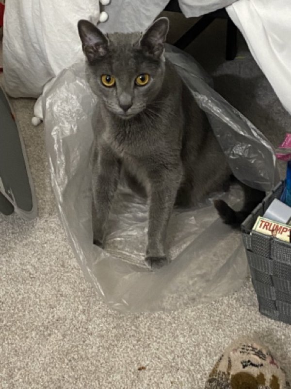 Safe Domestic Short Hair in Woburn, MA