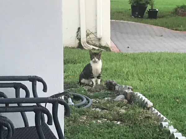 Safe Cat in Pompano Beach, FL