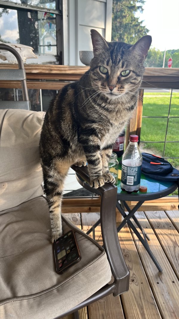 Safe Cat in Baraboo, WI