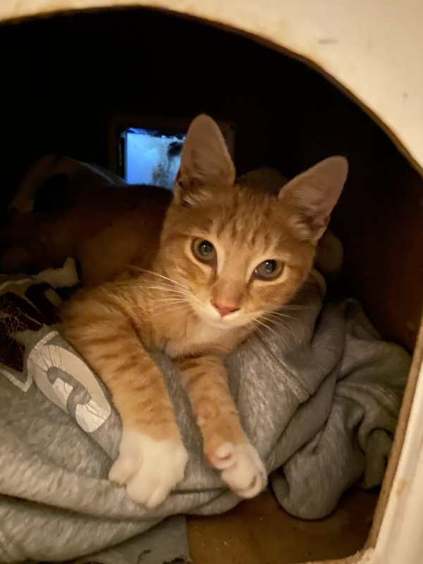 Safe Domestic Short Hair in Sacramento, CA