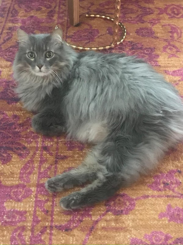 Safe Norwegian Forest Cat in Winter Garden, FL