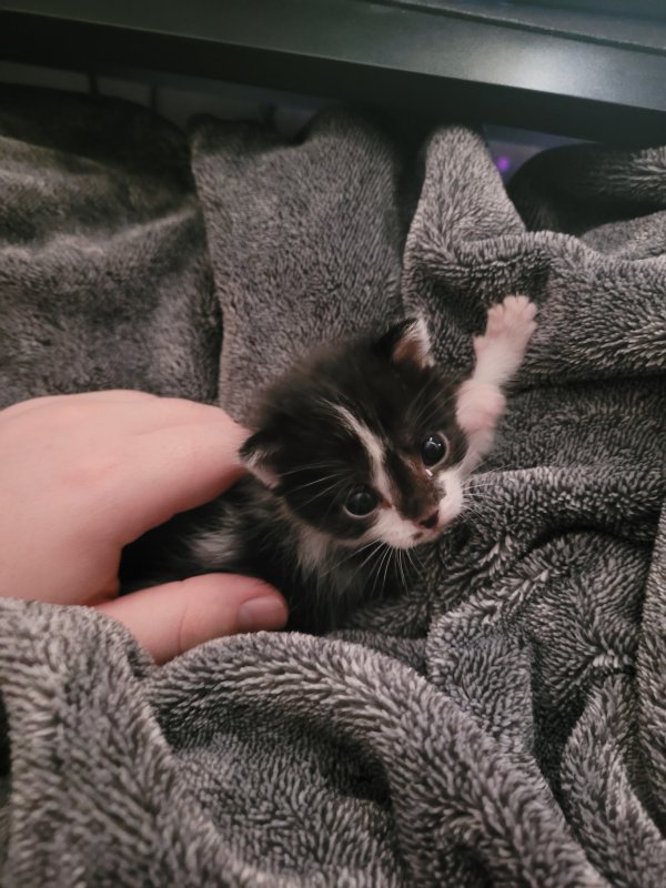 Safe Cat in Copperas Cove, TX