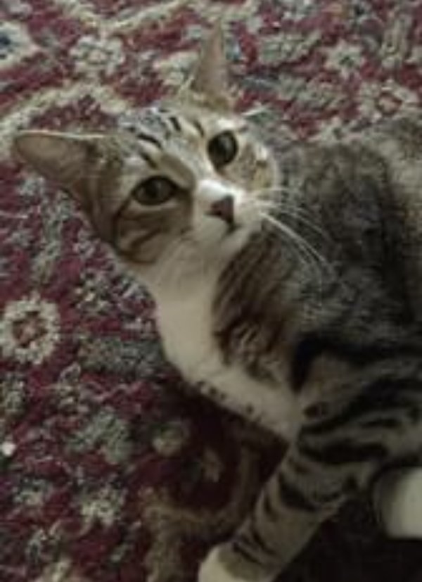Safe Domestic Short Hair in South Pasadena, CA