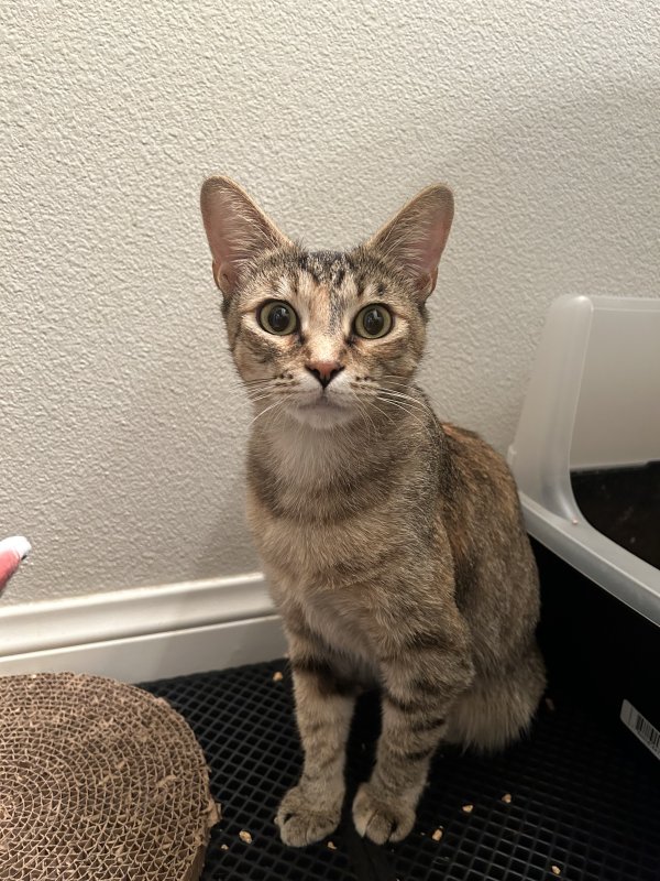 Safe American Shorthair in Anaheim, CA