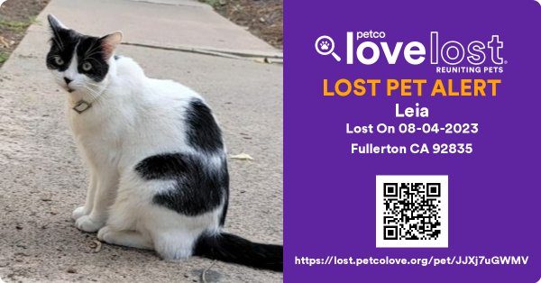Lost Cat in Fullerton, CA
