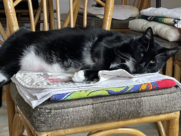Safe Domestic Long Hair in Monterey, CA