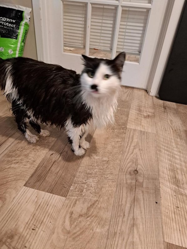 Safe Maine Coon in Grand Rapids, MI
