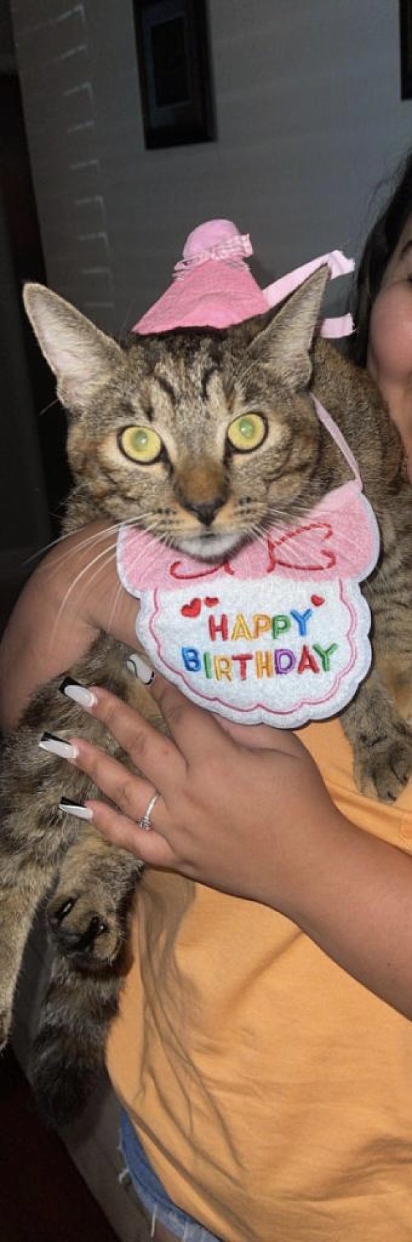 Safe Cat in Seminole, FL
