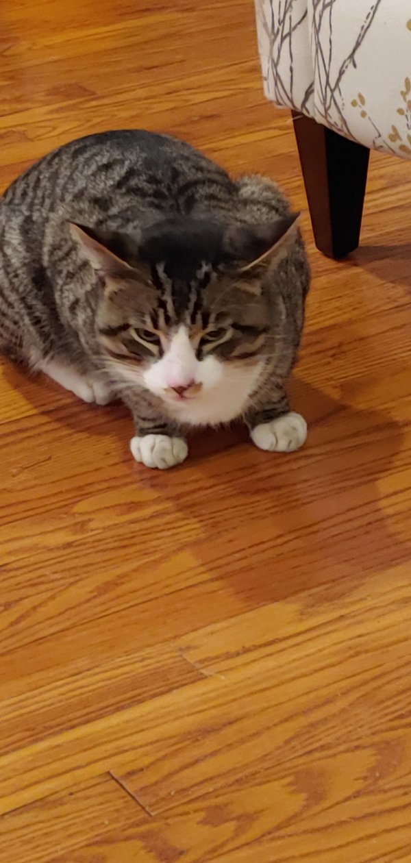 Lost Domestic Short Hair in Pennsylvania