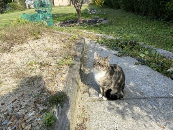 Safe Domestic Short Hair in Venice, FL