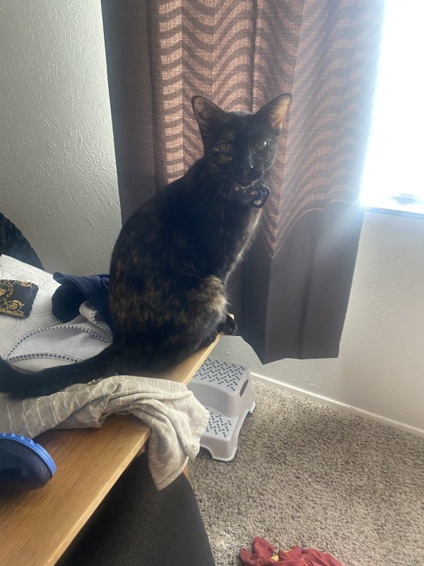 Safe Cat in Plano, TX