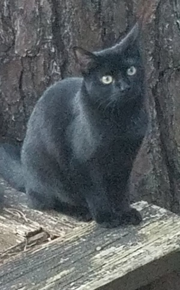 Lost American Shorthair in Georgia