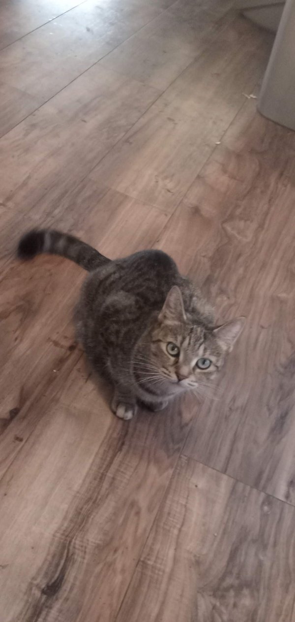 Safe Cat in Bernardston, MA