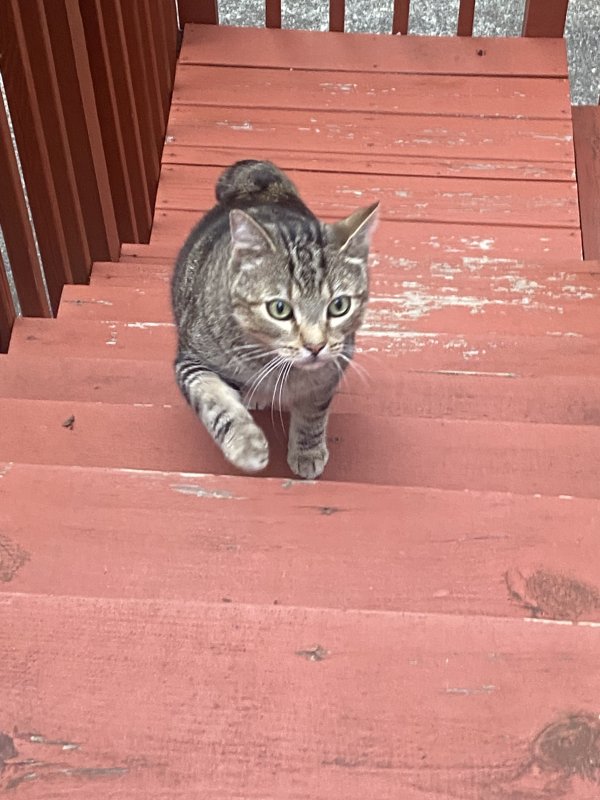 Safe Cat in Marietta, GA