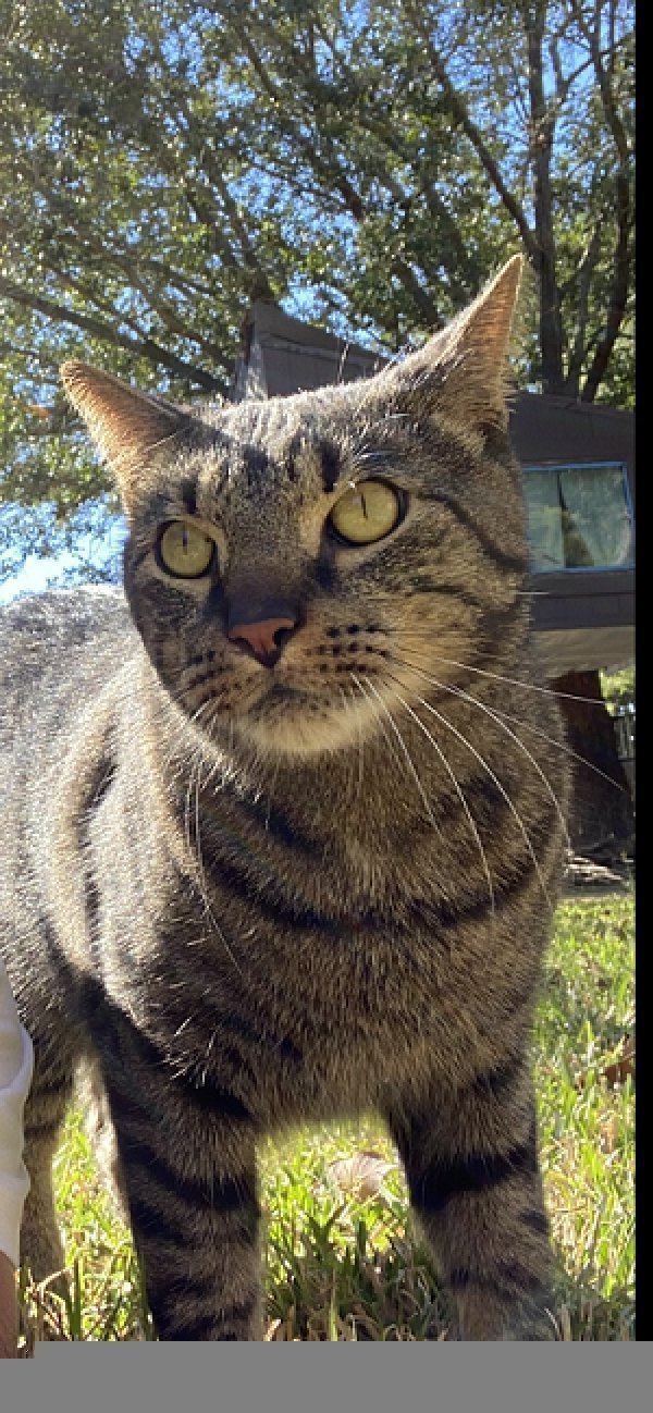 Safe Cat in Lake Creek, TX