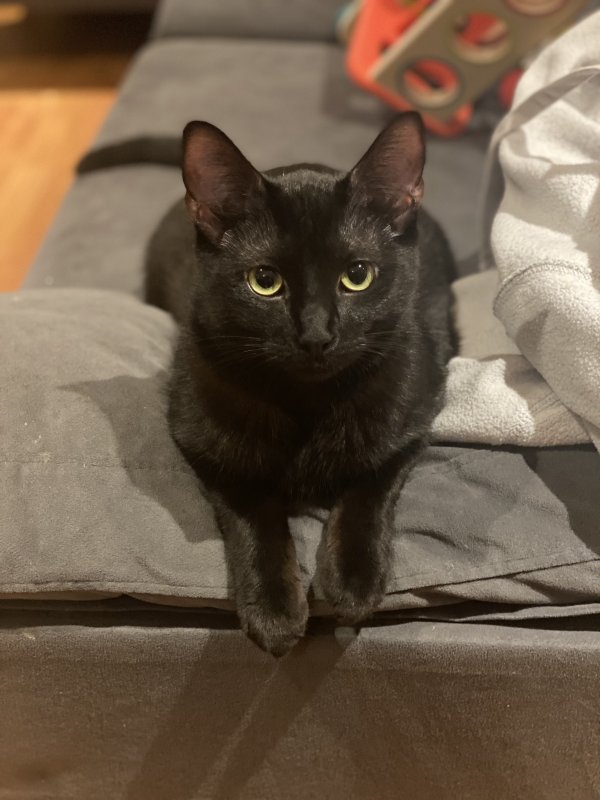 Safe Cat in Los Angeles, CA