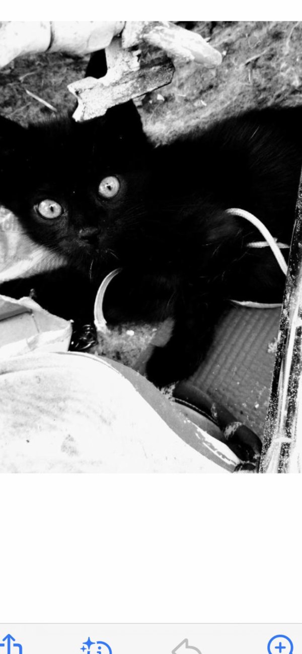 Safe Cat in Seattle, WA