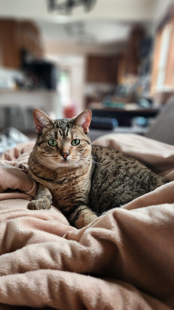 Safe American Shorthair in Minneapolis, MN
