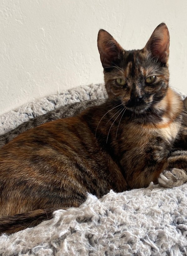 Safe Cat in San Diego, CA
