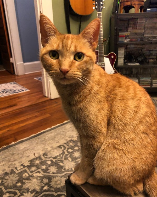 Safe American Shorthair in Atlanta, GA